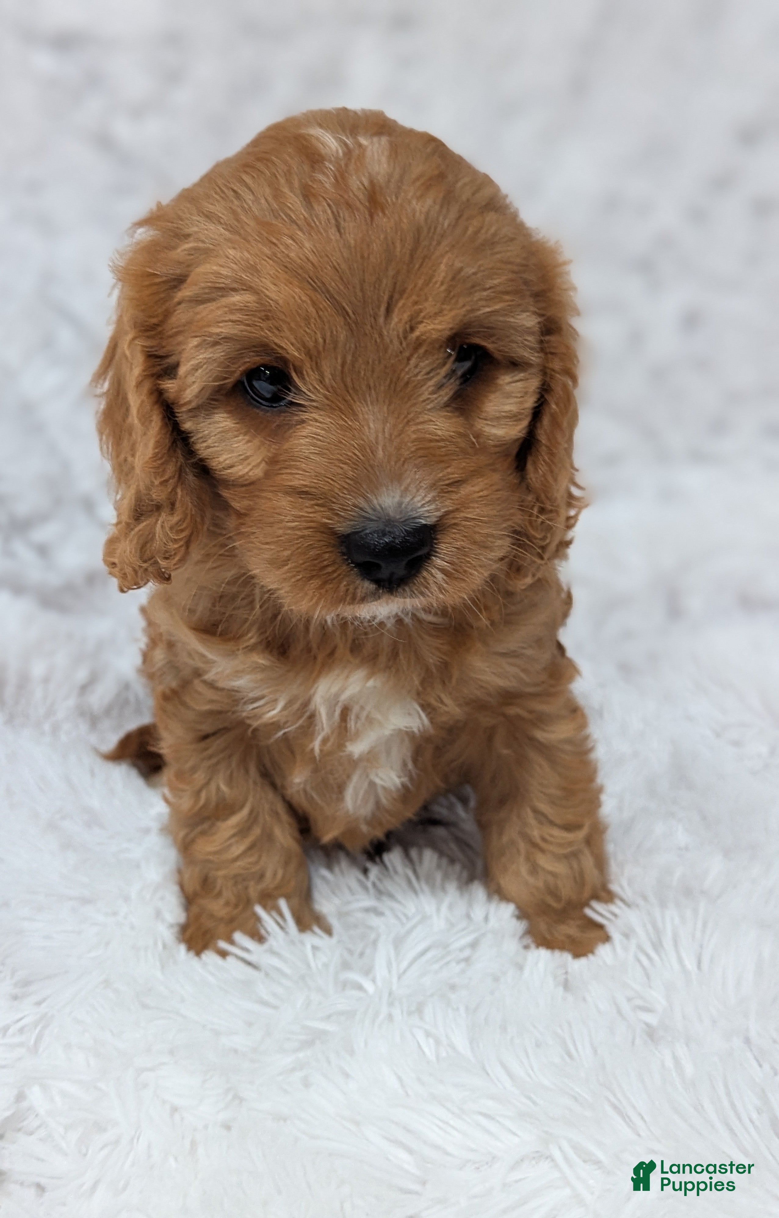 Cavapoo dogs Bellie - Ad 1