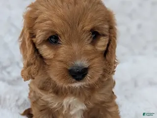 Cavapoo dogs for sale: Bellie - Ad 2