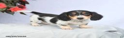 Miniature Dachshund dogs for sale: Hazel - Ad 3