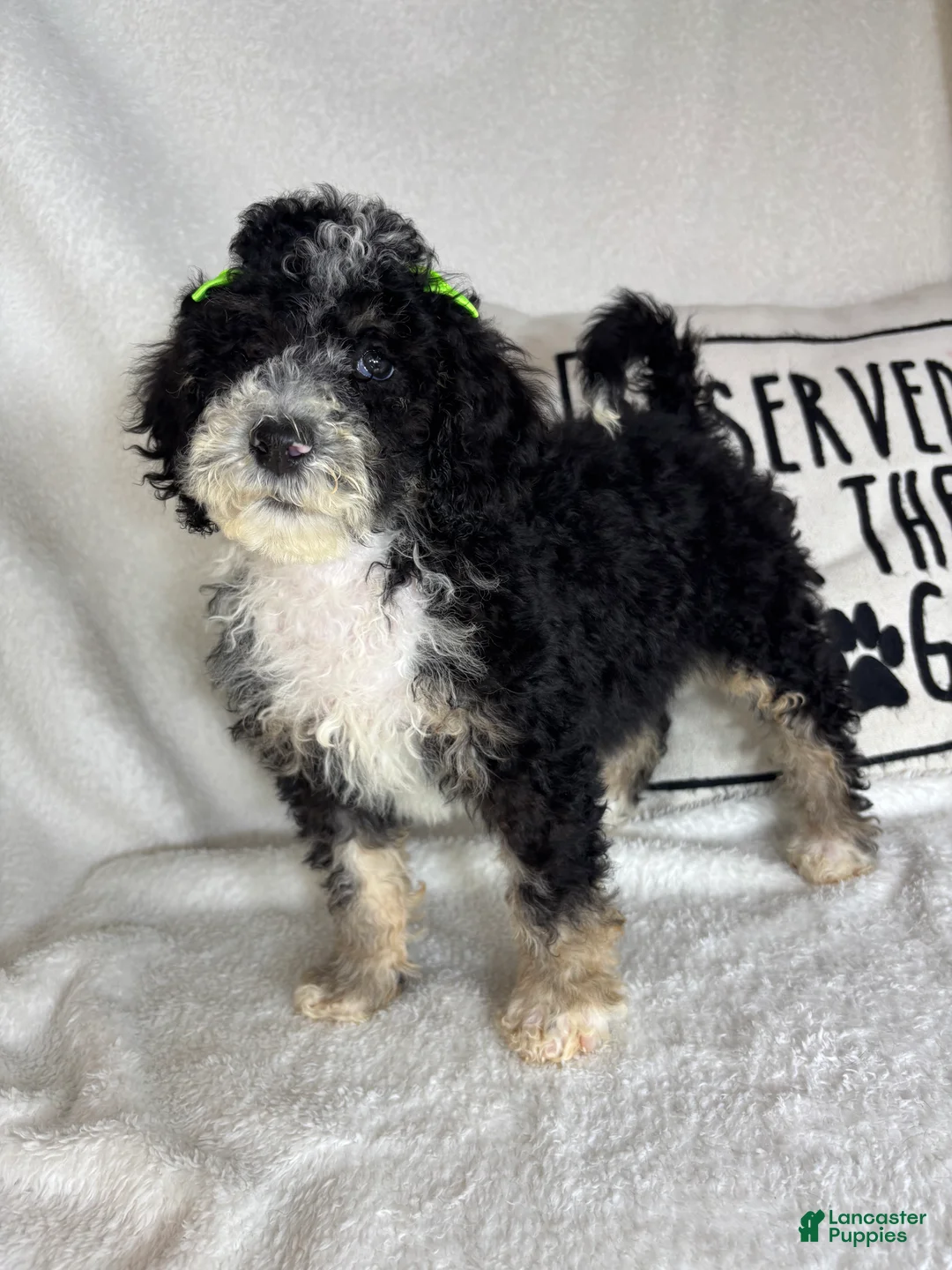 Mini Bernedoodle dogs for sale: Molly - Ad 6