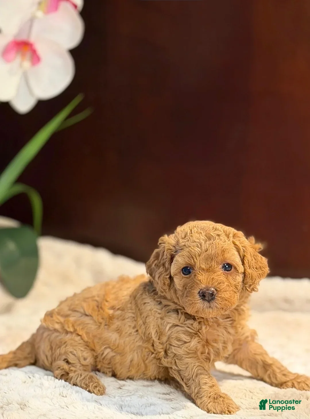 Miniature Poodle dogs Brooke - Ad 5