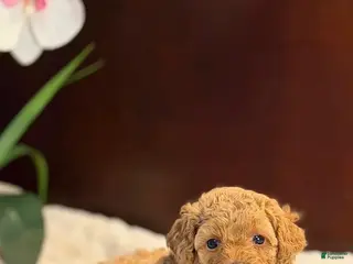 Miniature Poodle dogs Brooke - Ad 5