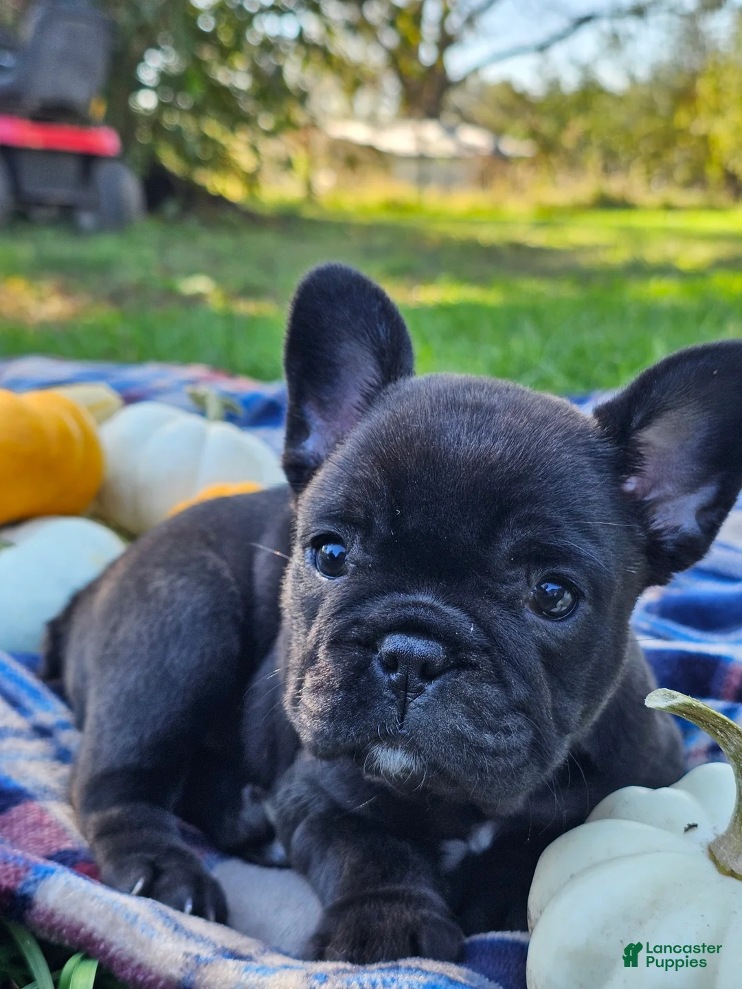 French Bulldog dogs for sale: Pine - Ad 1