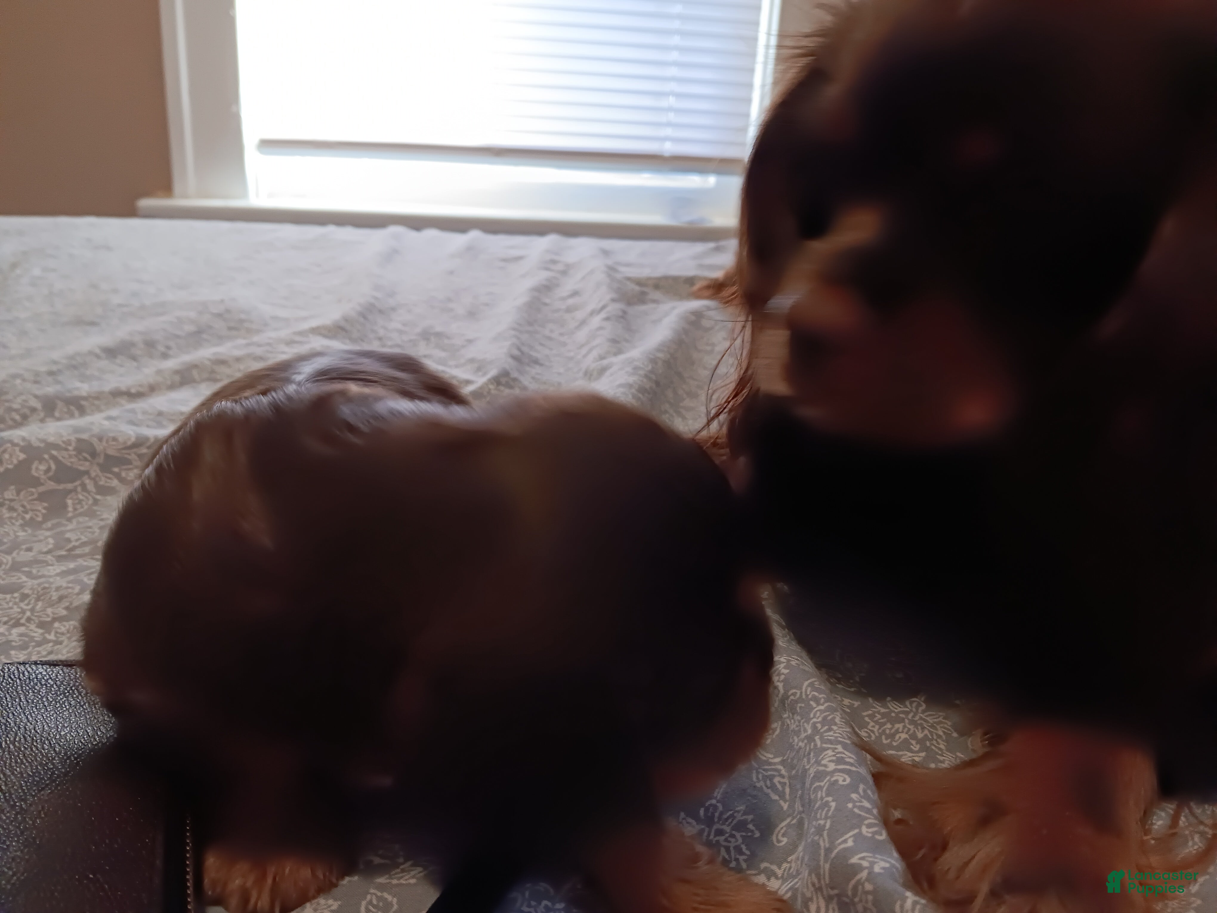 Cavalier King Charles Spaniel dogs CHARLIE BUCKET II - Ad 2