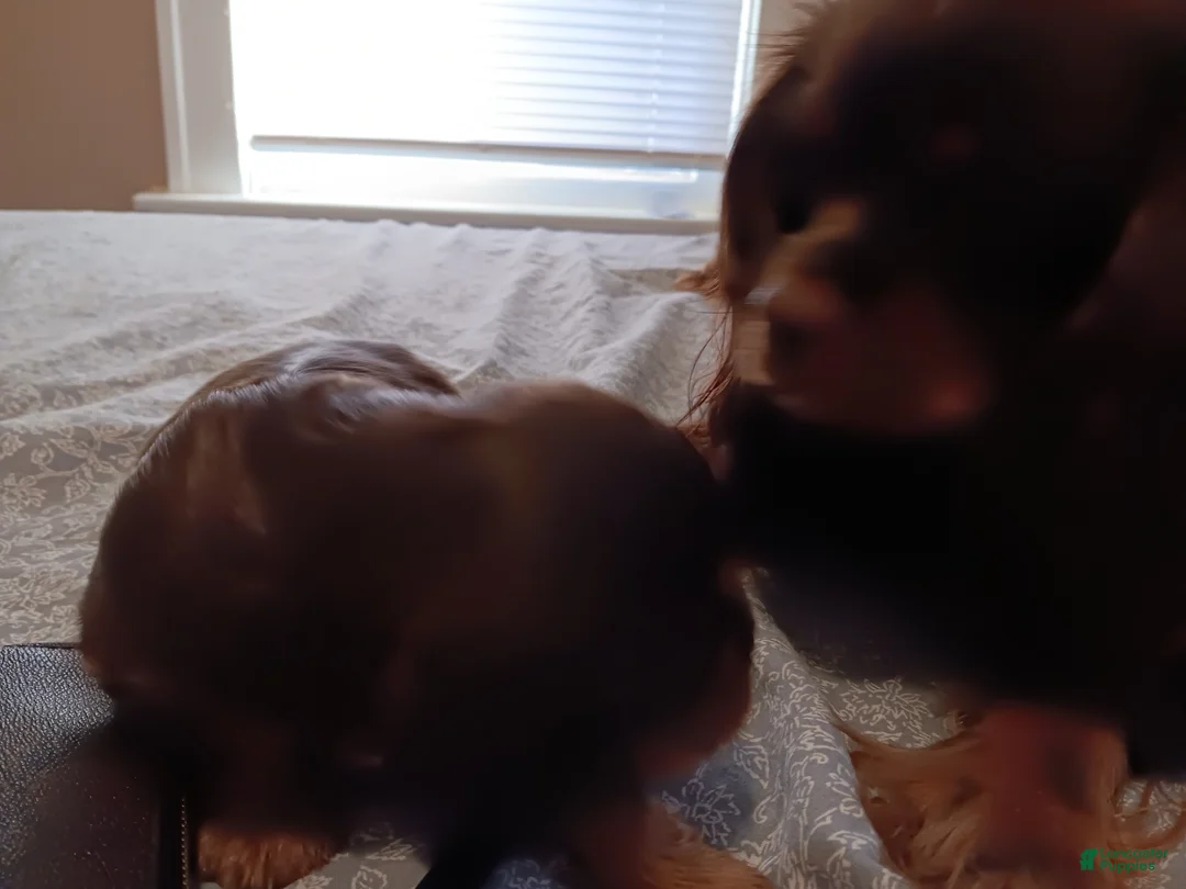 Cavalier King Charles Spaniel dogs for sale: CHARLIE BUCKET II - Ad 2