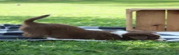 Australian Shepherd dogs for sale: Migs  - Ad 2