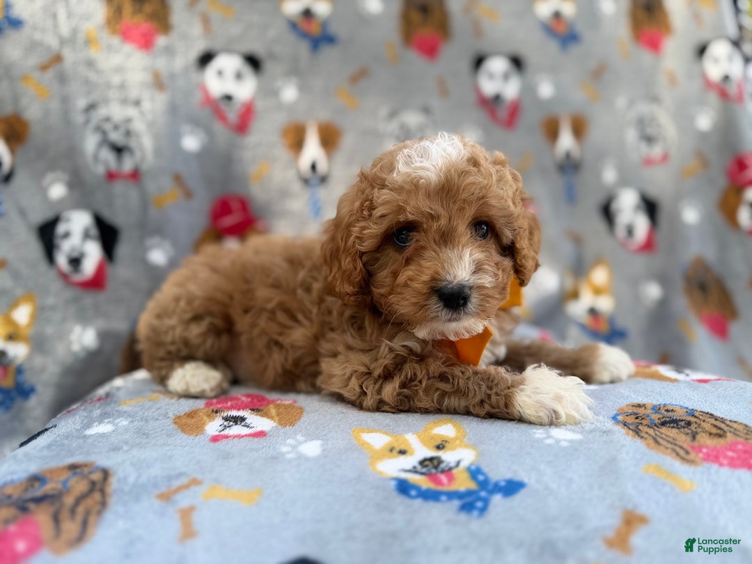 Cavapoo dogs for sale: Jag - Ad 6