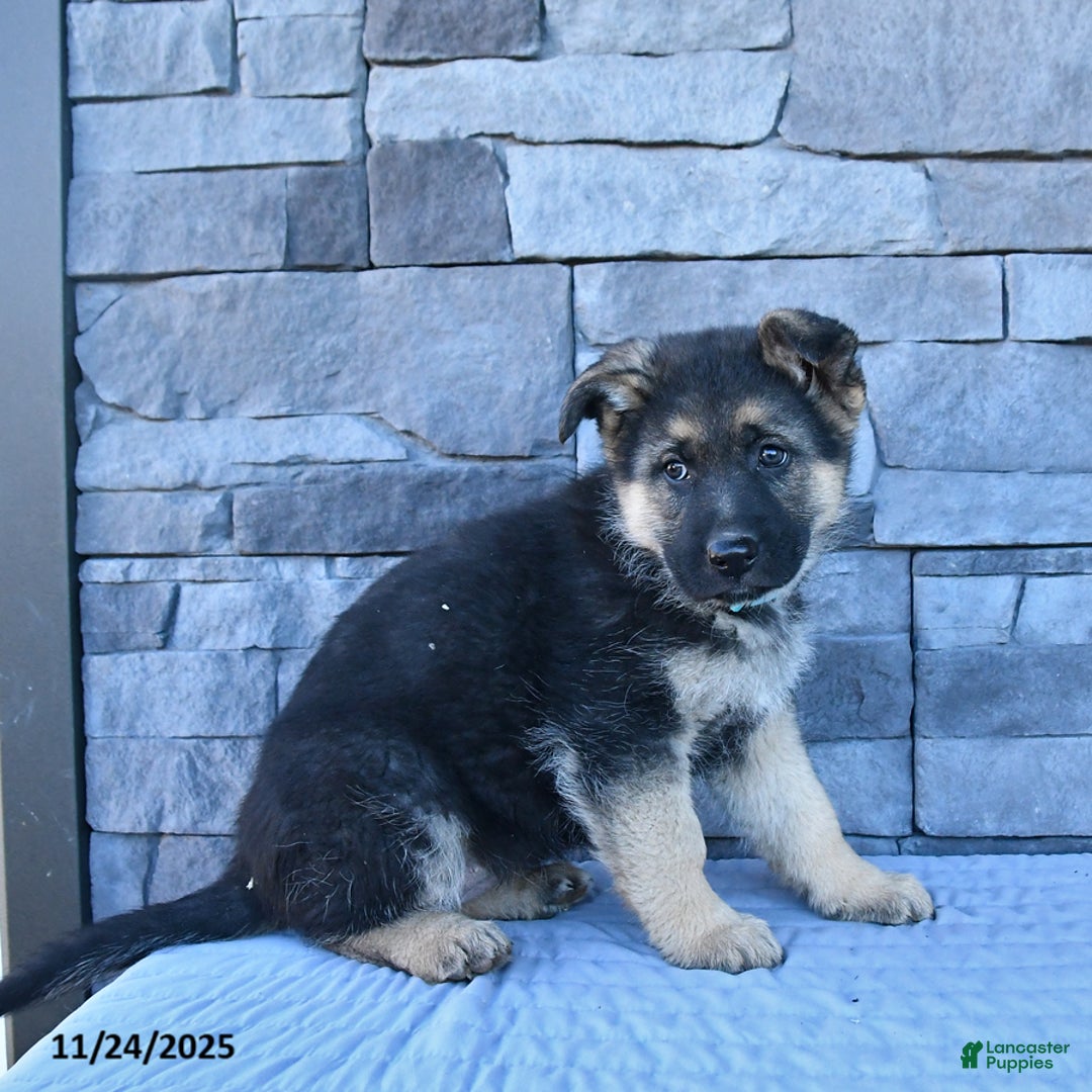 German Shepherd dogs for sale: Harper - Ad 2