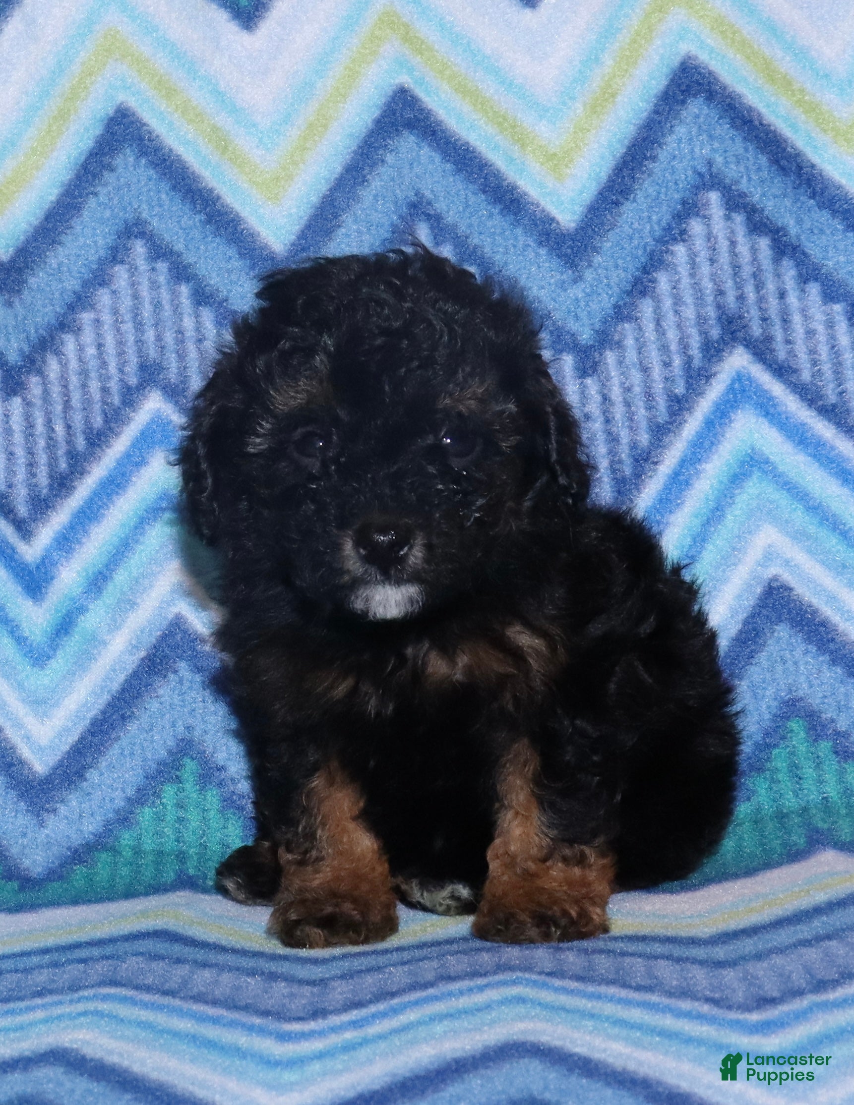 Miniature Poodle dogs Harlee’s phantom male - Ad 4