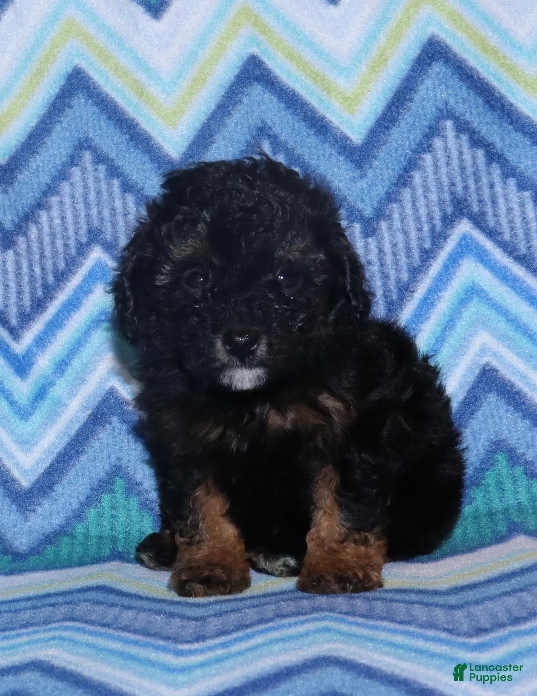 Miniature Poodle dogs for sale: Harlee’s phantom male - Ad 1