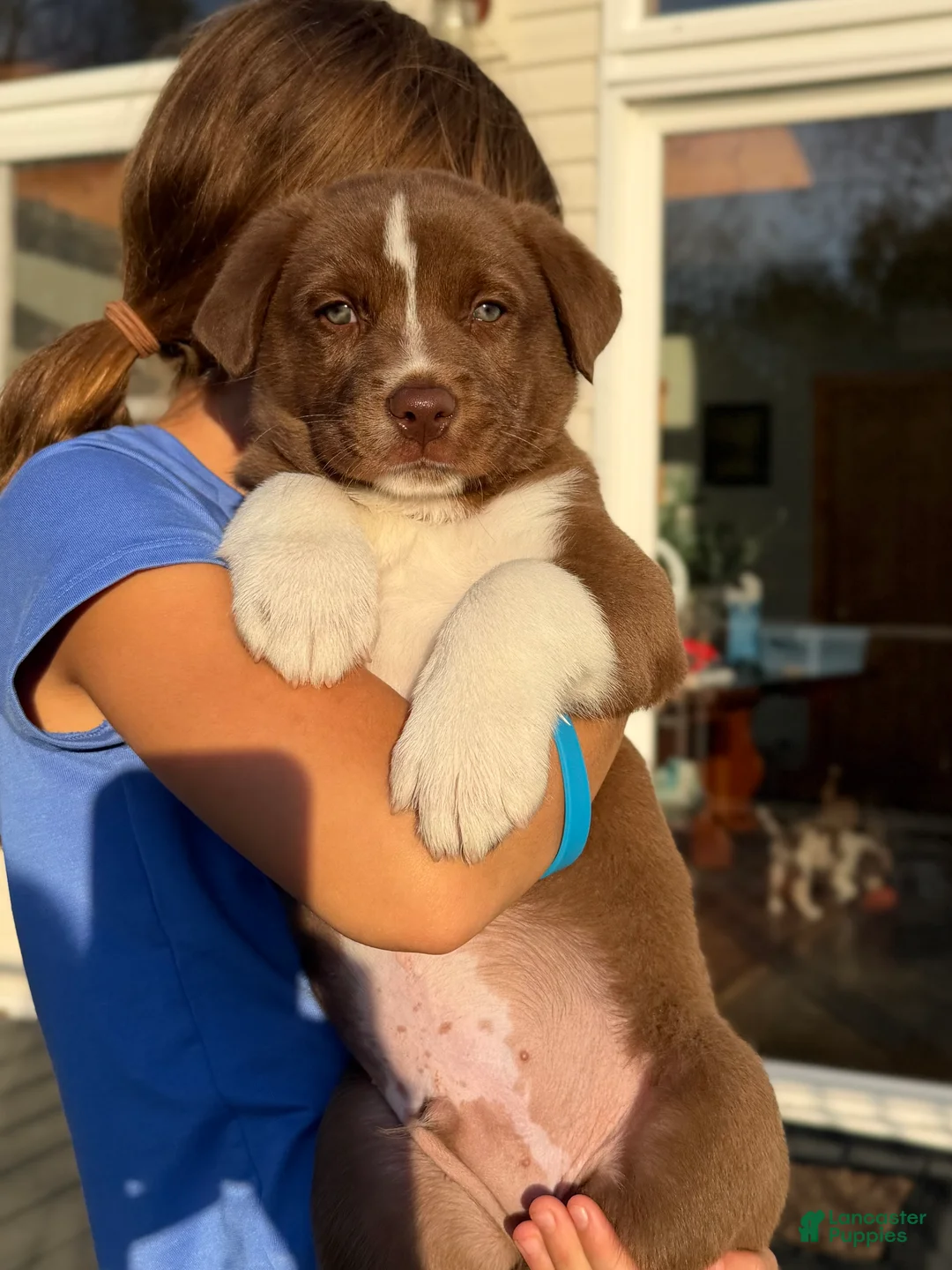 Mixed Breed dogs for sale: Green - Ad 2