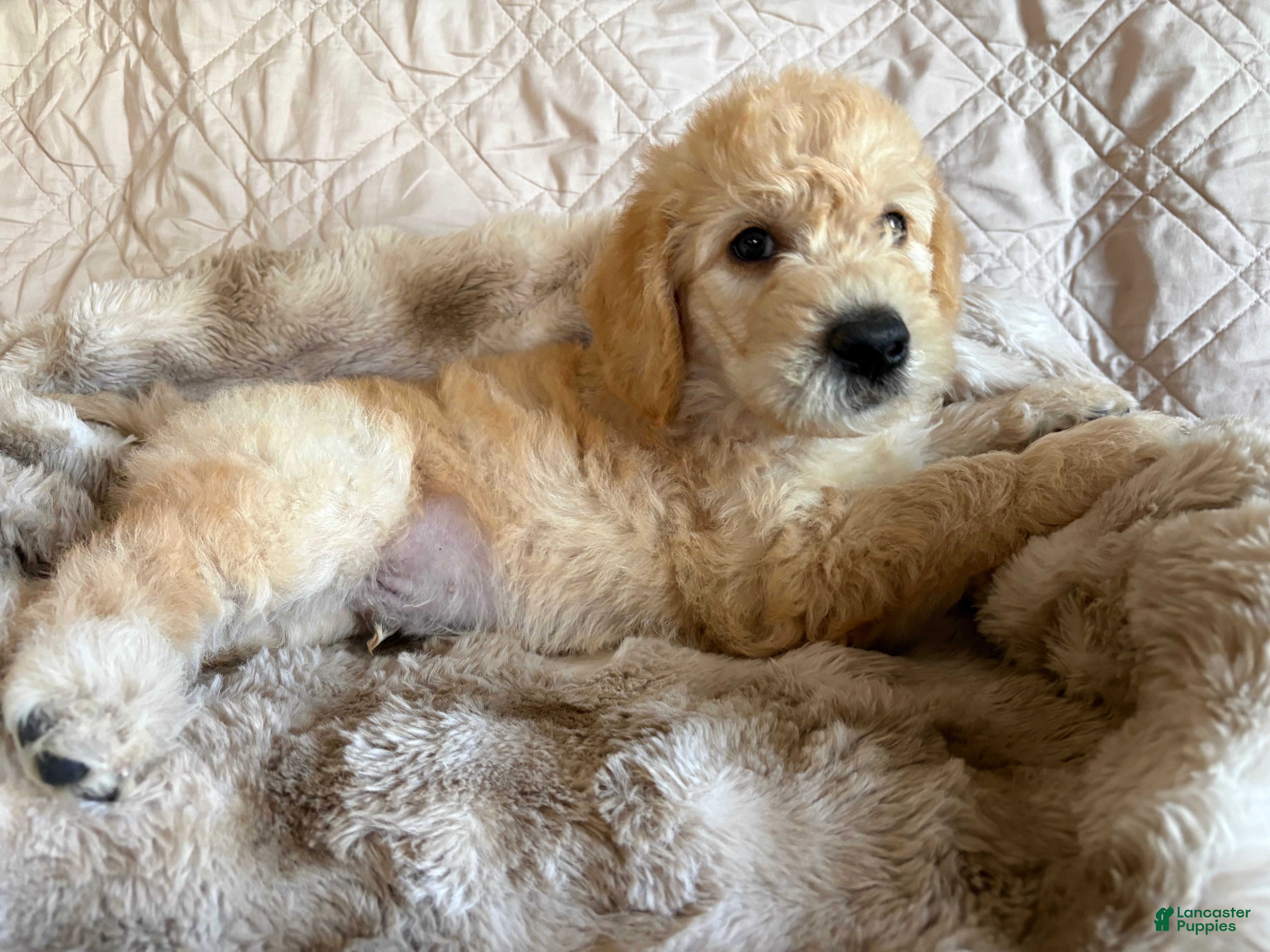 Double Doodle dogs Yeager - Double Doodle - Ad 2