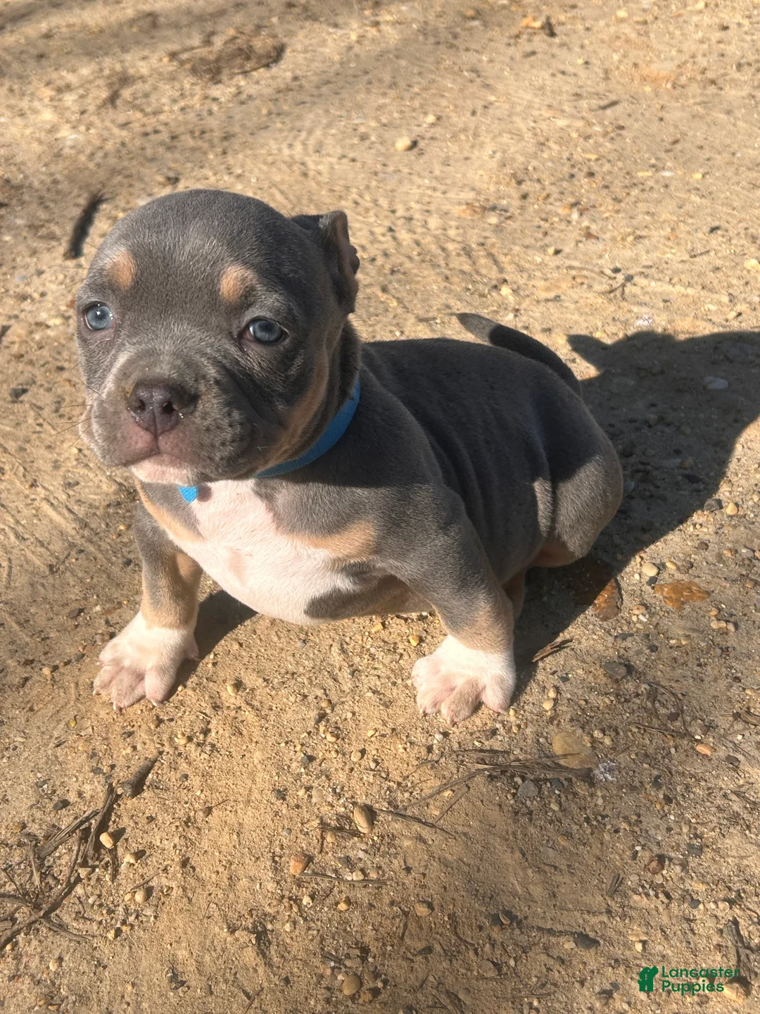 American Bully dogs for sale: Onyx - Ad 2