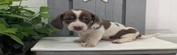 Miniature Dachshund dogs for sale: Moby - Ad 2