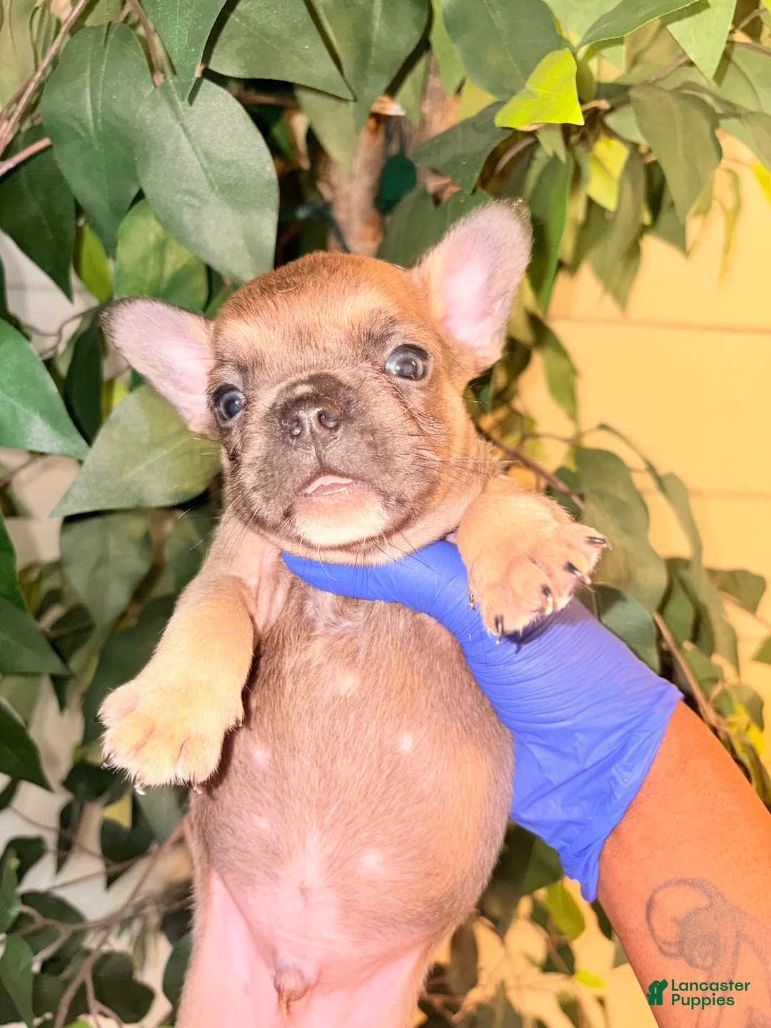 French Bulldog dogs for sale: French Bulldog  - Ad 2
