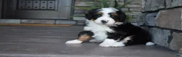 Mini Bernedoodle dogs for sale: Cuddles - Ad 5