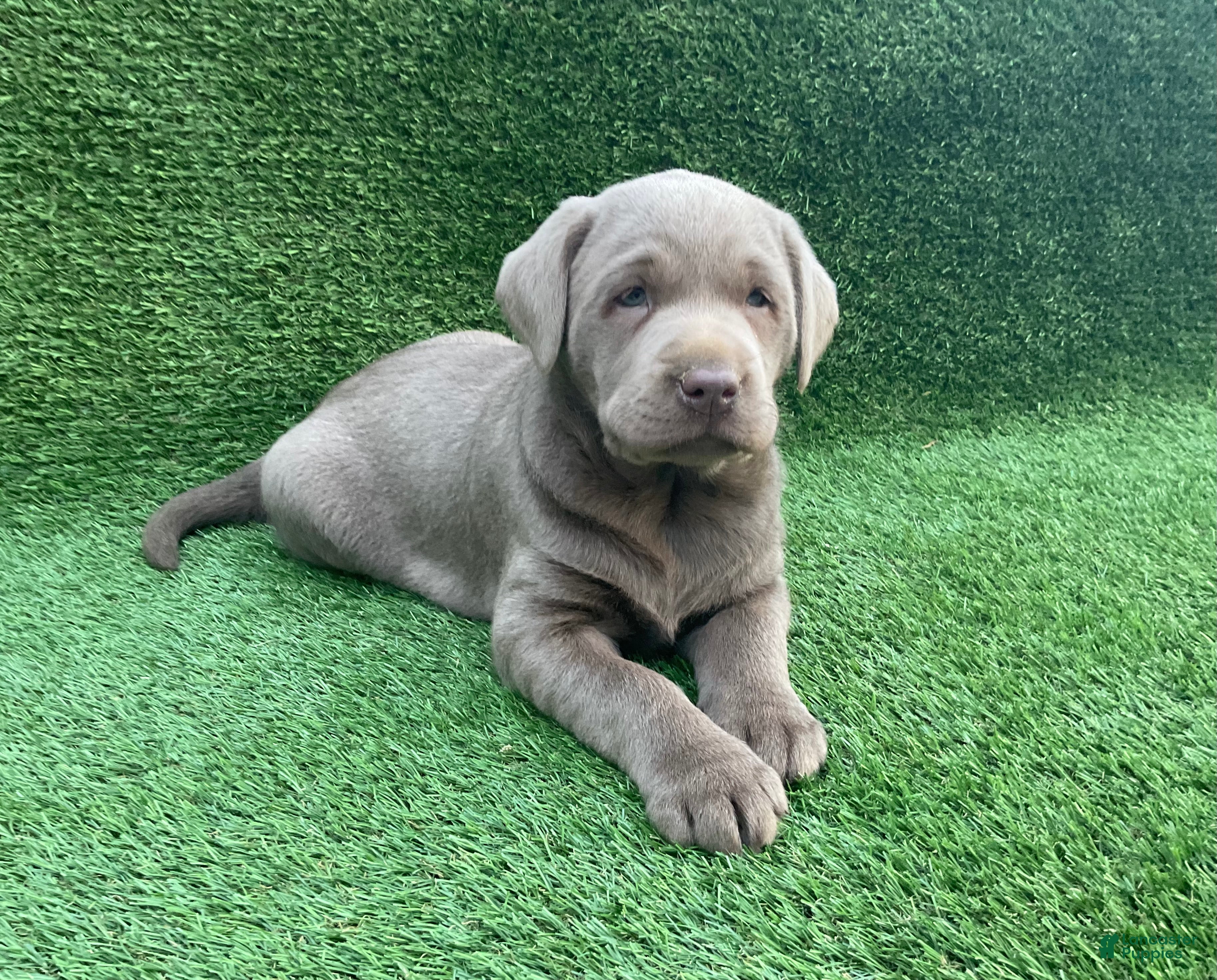 Labrador Retriever dogs Oliver  - Ad 1