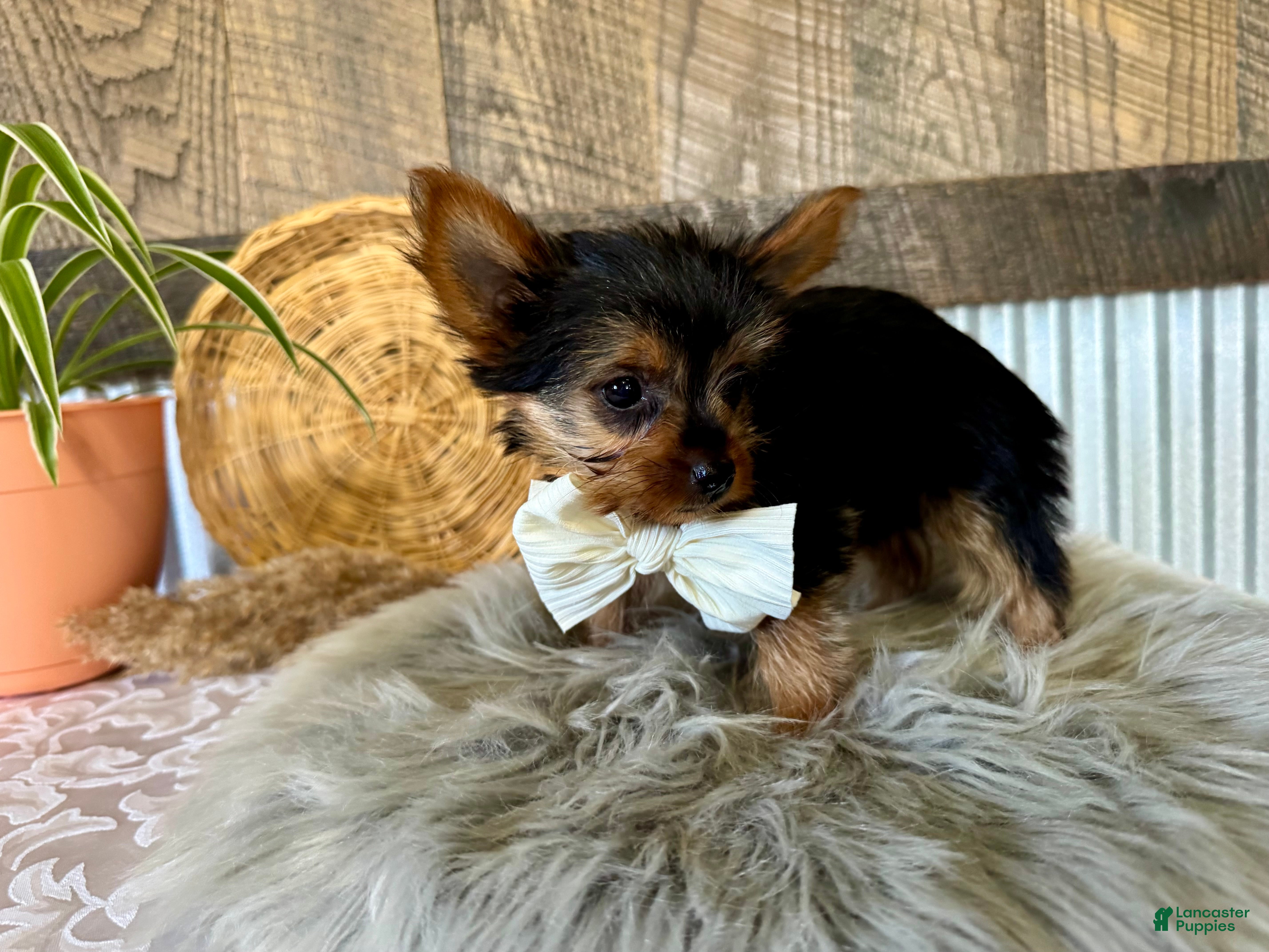 Yorkshire Terrier dogs Trey - Ad 1