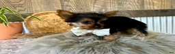 Yorkshire Terrier dogs for sale: Trey - Ad 1