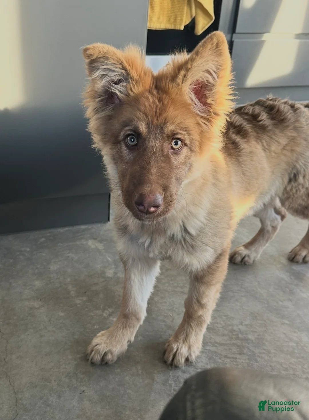 German Shepherd dogs for sale: German Shepherd Puppy 1 - Ad 2