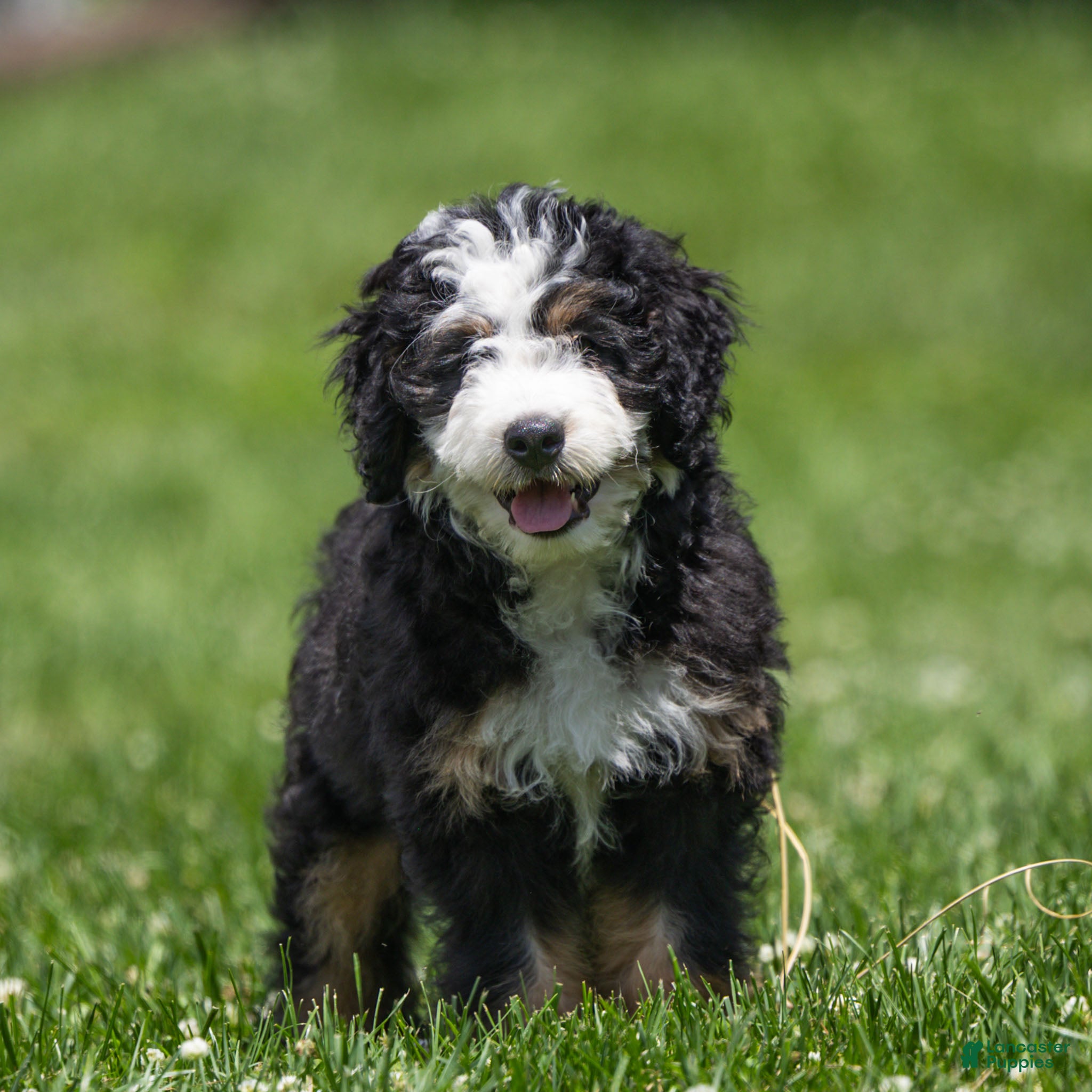 Bernedoodle dogs Briggs Bernedoodle Puppy  - Ad 1