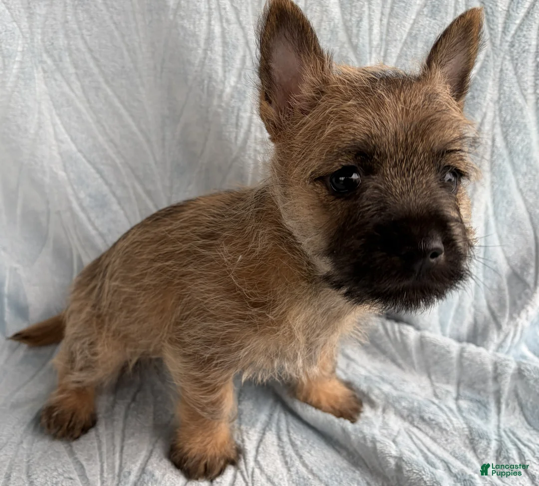 Cairn Terrier dogs for sale: Cairn Terrier Puppy 3 Dean - Ad 4