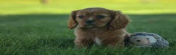 Cavalier King Charles Spaniel dogs for sale: Ford 💙 - Ad 8