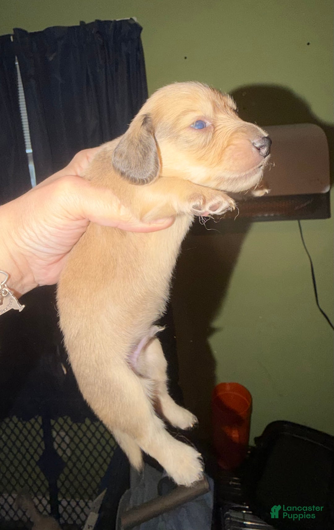 Miniature Dachshund dogs for sale: Cream - Ad 30