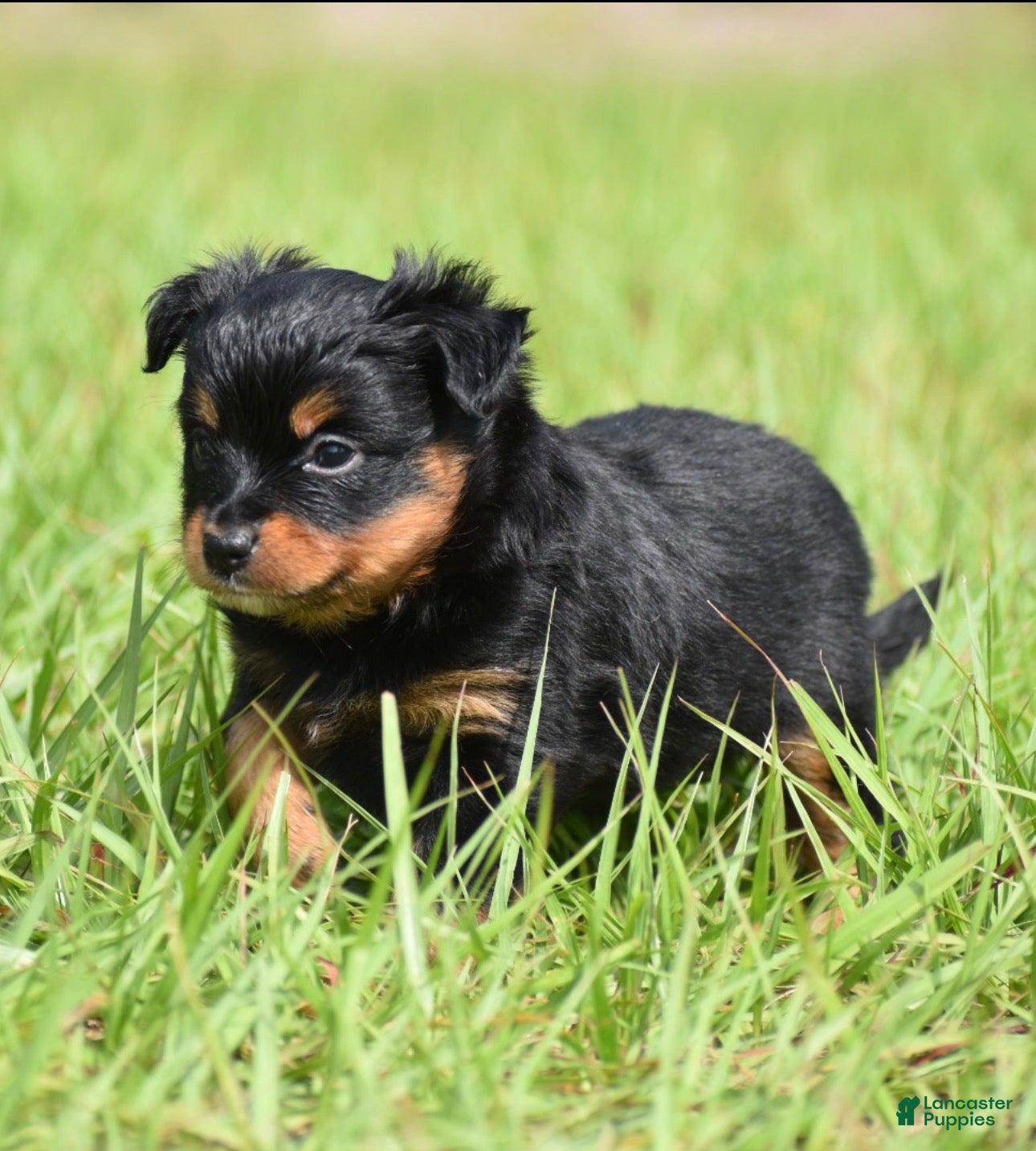Toy Australian Shepherd dogs for sale: Toy Australian Shepherd Puppy 4 - Ad 6