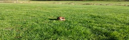 Miniature Dachshund dogs for sale: Luna - Ad 6