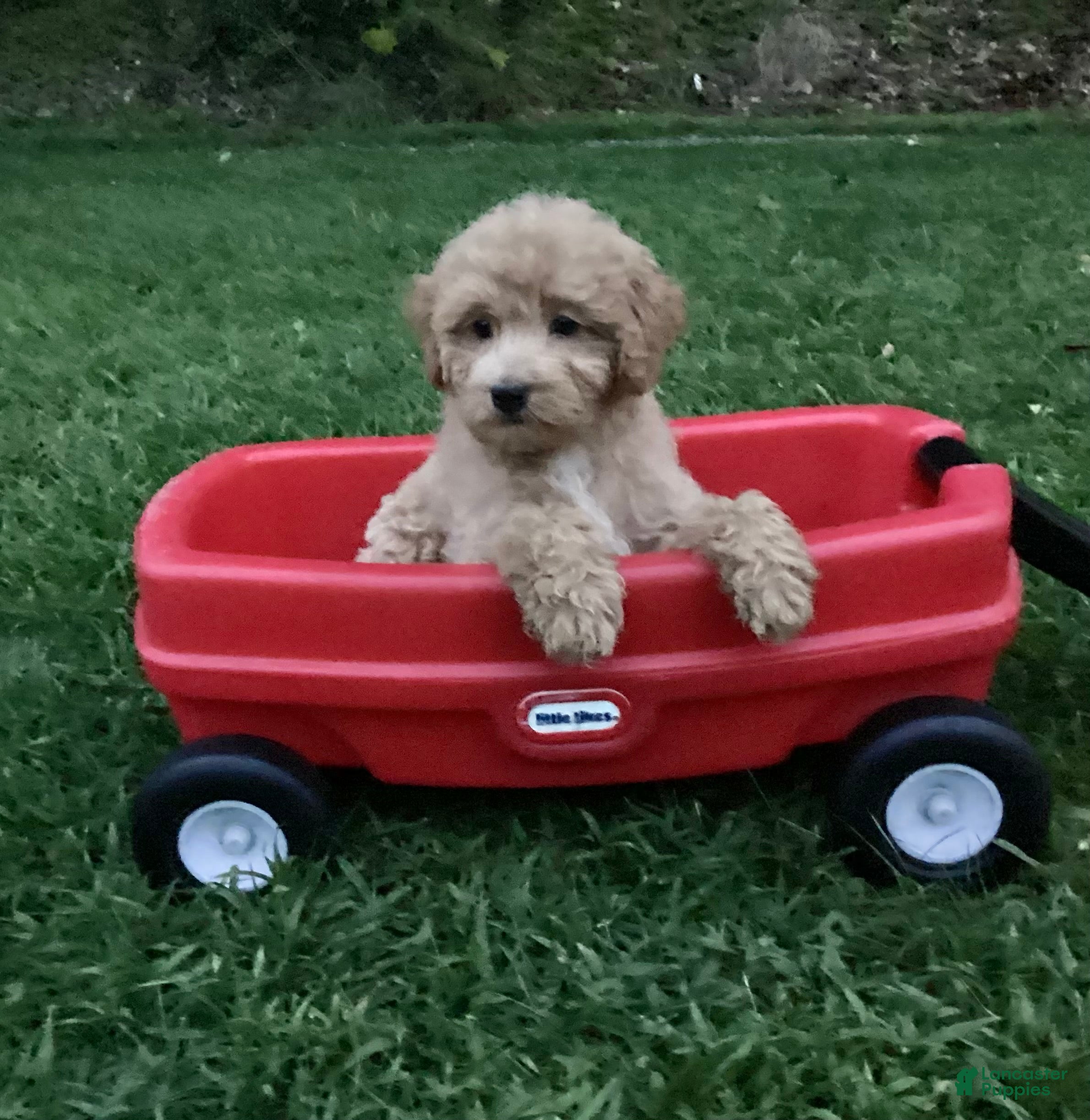 Mini Goldendoodle dogs Rex - Ad 2