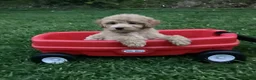 Mini Goldendoodle dogs for sale: Rex - Ad 2