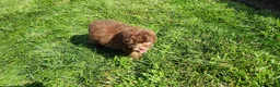 Shihpoo dogs for sale: Lucky - Ad 5