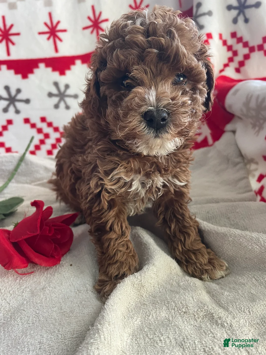 Toy Poodle dogs for sale: Bean - Ad 3