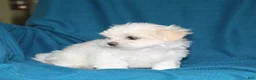 Malshi dogs for sale: Candace - Ad 3