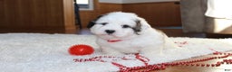 Teddy Bear dogs for sale: Lonnie - Ad 5