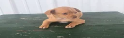 Chihuahua dogs for sale: Chihuahua Puppy 3 Mandi - Ad 3
