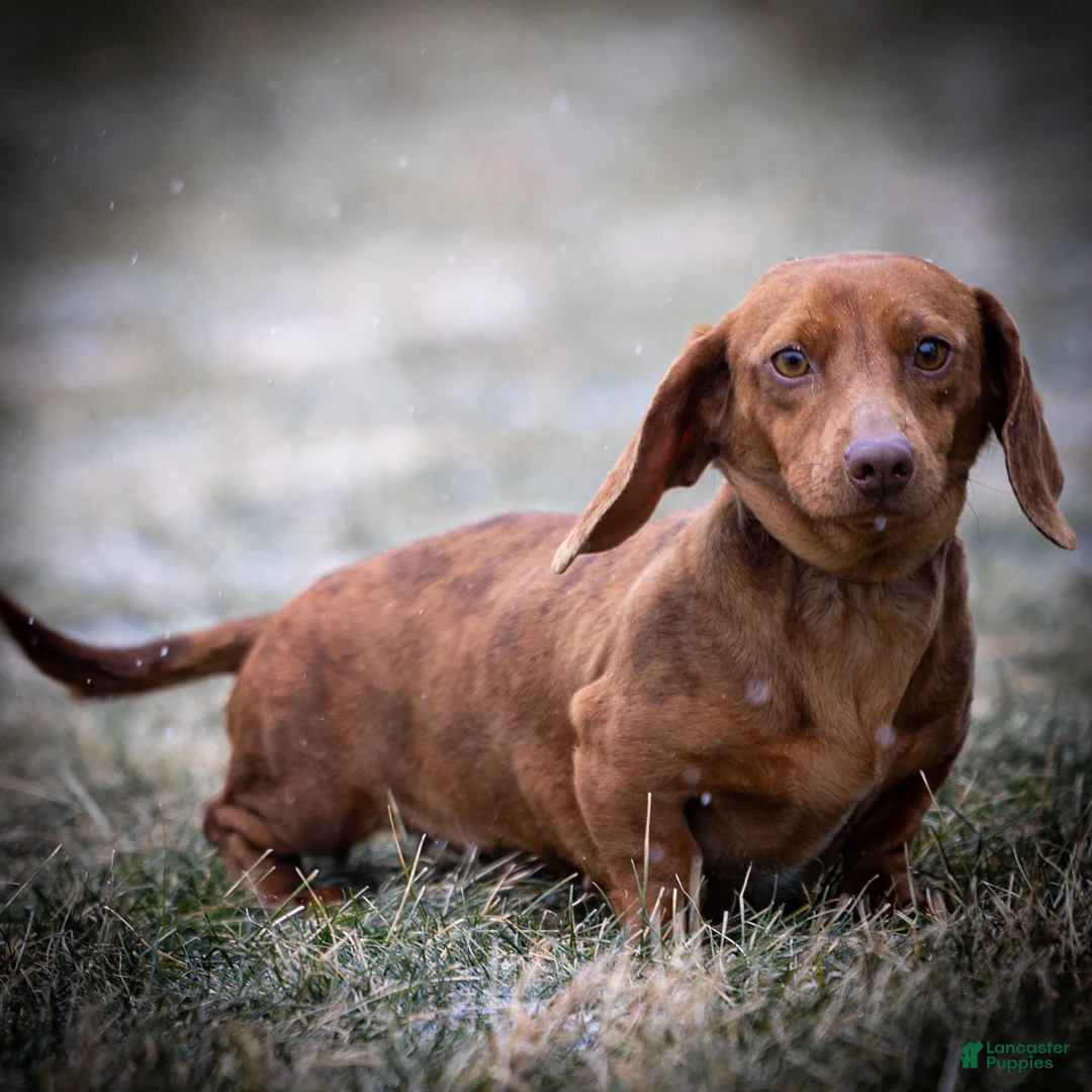 Dachshund dogs for sale: Harry - Ad 16