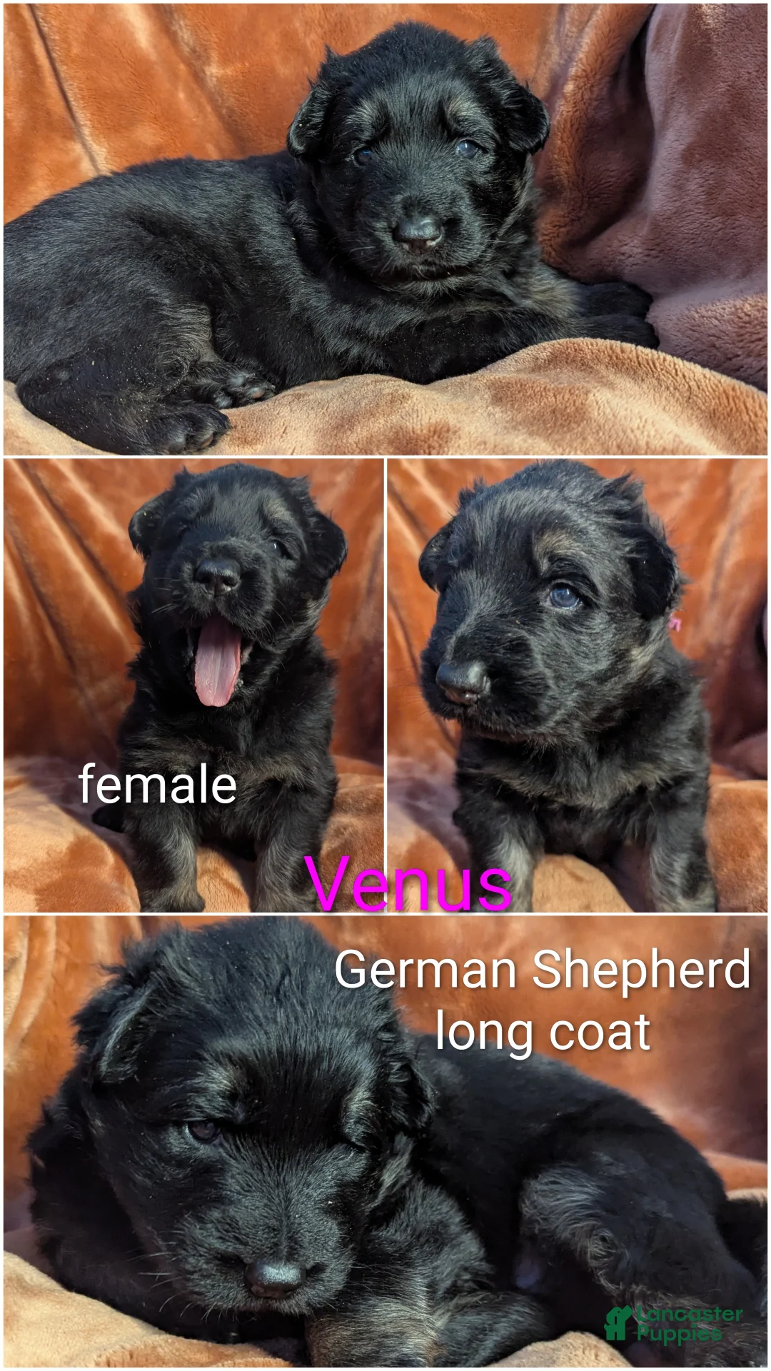 German Shepherd dogs for sale: Venus - Ad 1