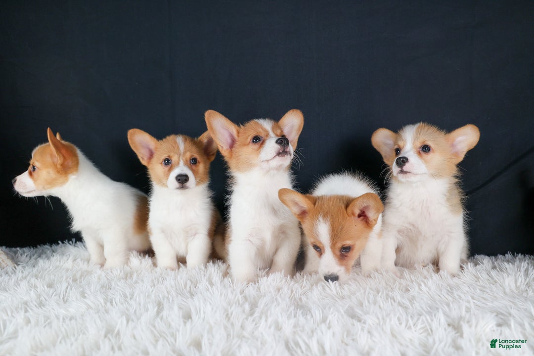Welsh Corgi Pembroke dogs for sale: Izzy - Ad 19
