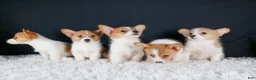 Welsh Corgi Pembroke dogs for sale: Irwin - Ad 17