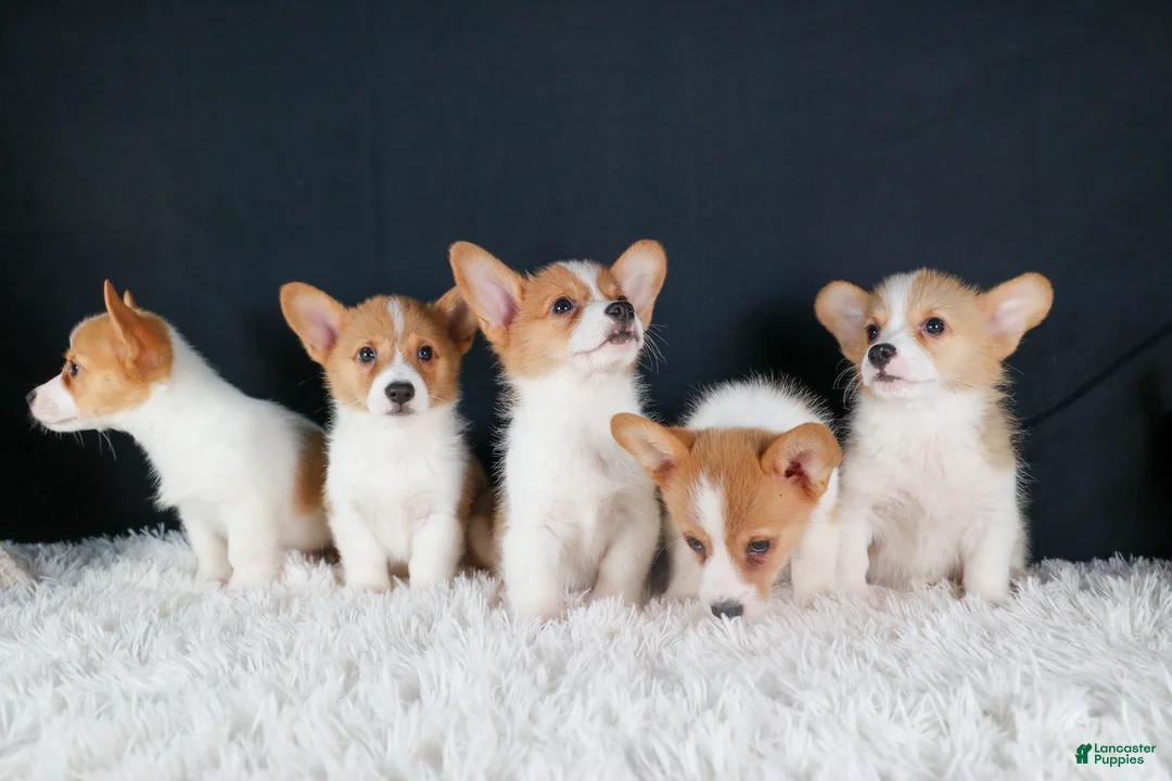 Welsh Corgi Pembroke dogs for sale: Irwin - Ad 17