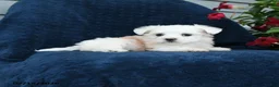 Maltese dogs for sale: Lily - Ad 3