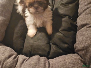 Shih Tzu dogs Not Named - Ad 5