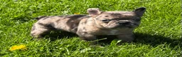 Frenchton dogs for sale: Coconut  - Ad 6