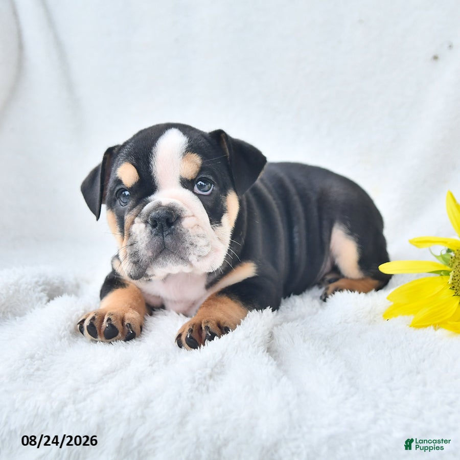 Olde English Bulldogge dogs Dora - Ad 2