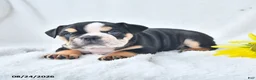 Olde English Bulldogge dogs for sale: Dora - Ad 2