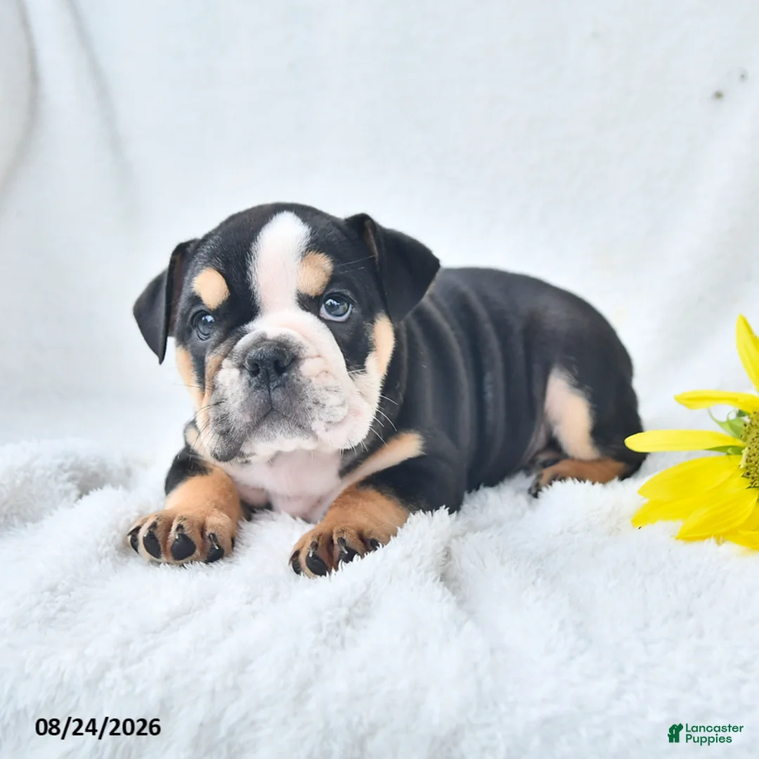 Olde English Bulldogge dogs for sale: Dora - Ad 2