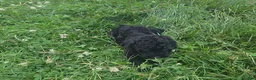 Cavapoo dogs for sale: Winston - Ad 7