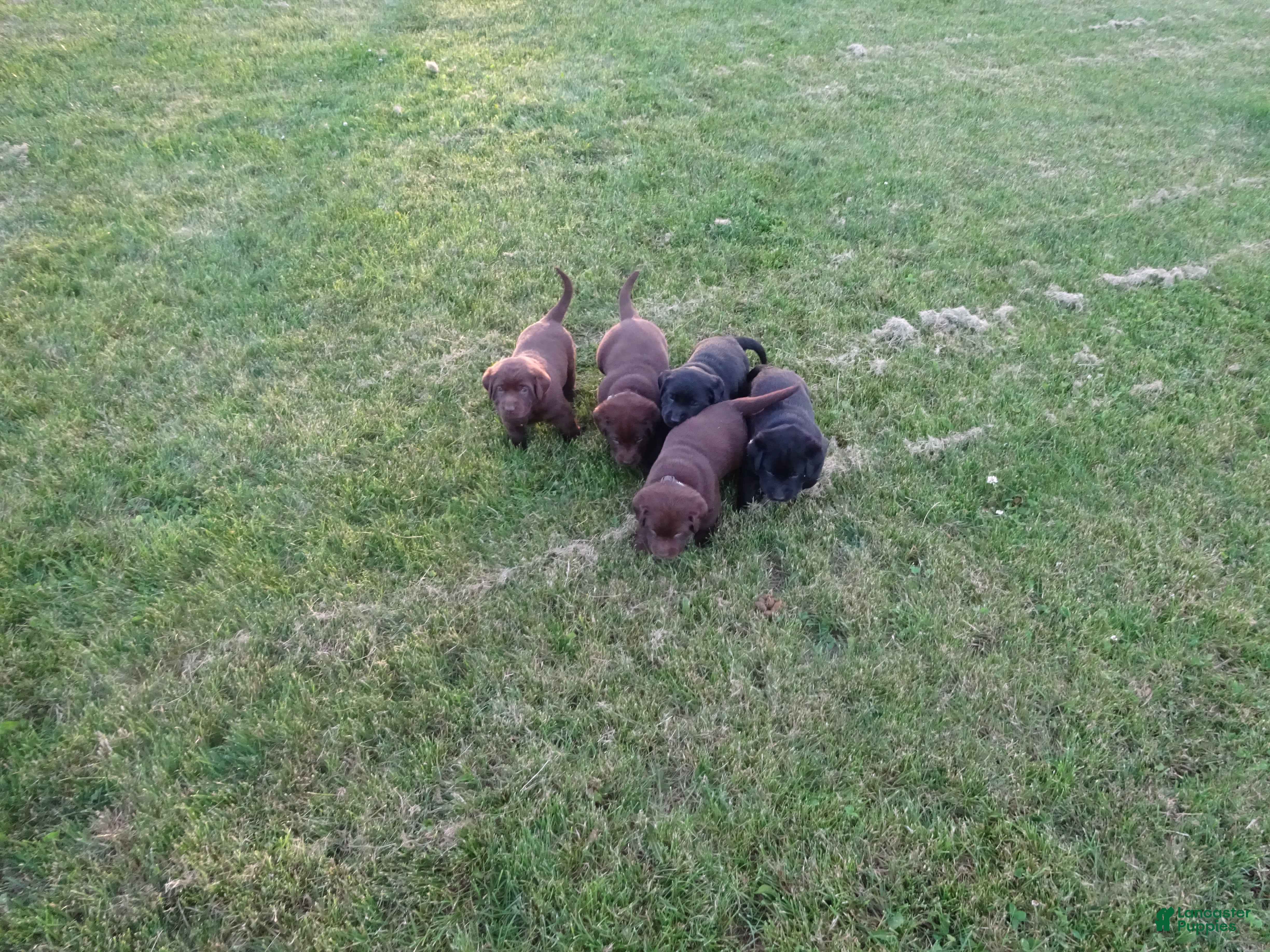 Labrador Retriever dogs Carmel - Ad 2